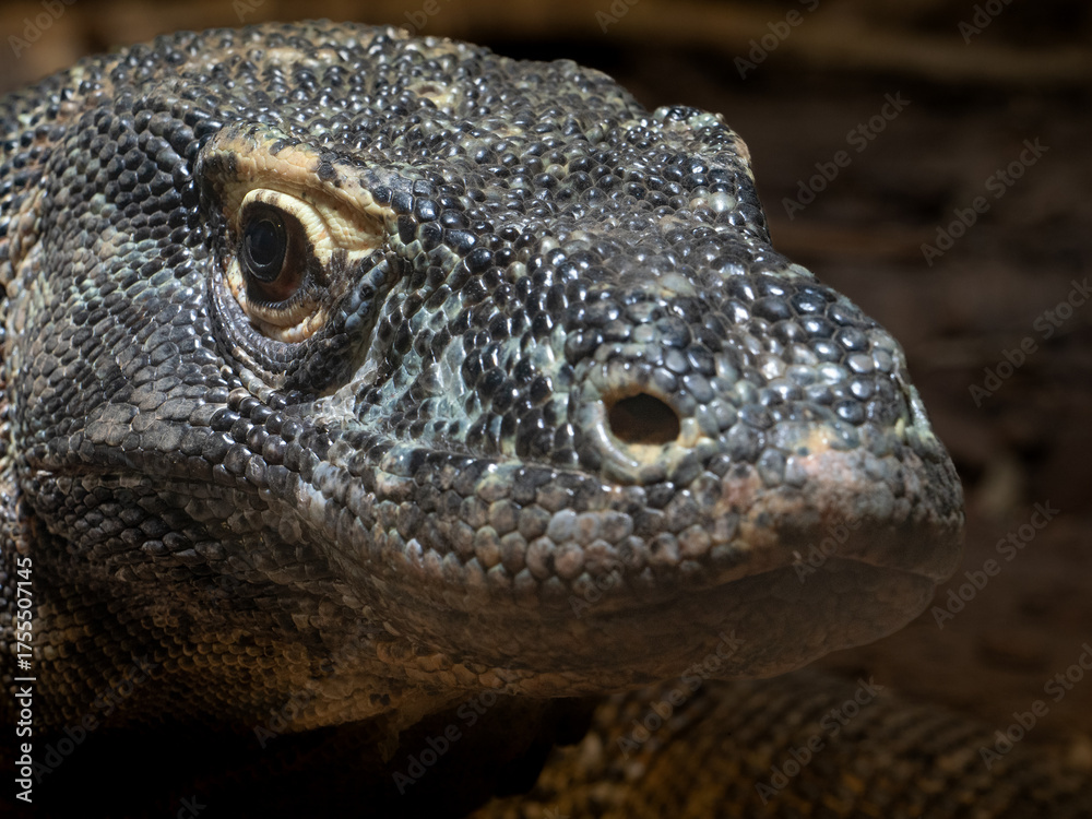 Fototapeta premium Komodowarane (Varanus komodoensis)