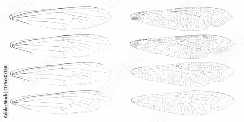 Collection of detailed insect wing illustrations showing venation patterns and textures on a white background