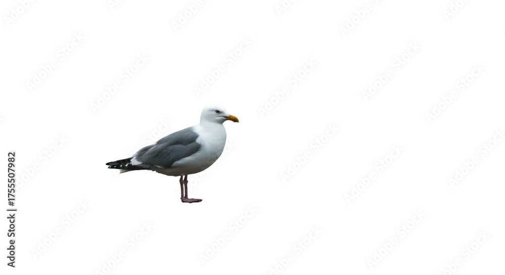 Fototapeta premium White sea gull standing, isolated on a white background