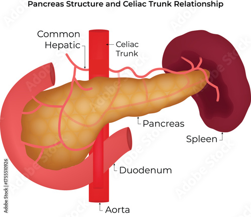 Pancreas Structure and Celiac Trunk Relationship Vector Illustration