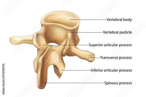Vertebral body. Isolated vector illustration