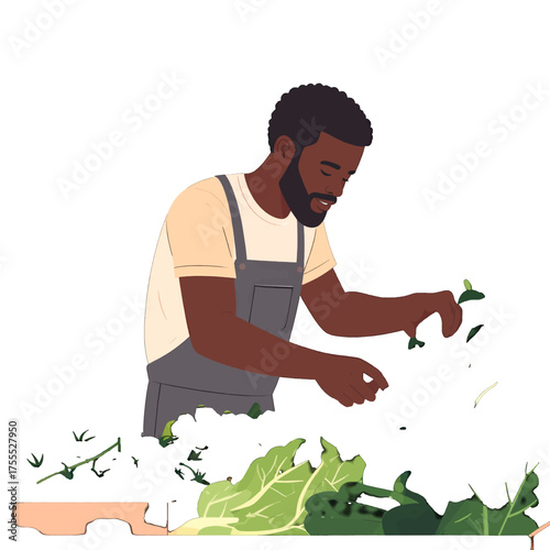 Illustration of Dark Skinned Man Harvesting Green Vegetables in Apron with White Background Harvest Fresh Greens Vegetable Selection in Garden or Farm