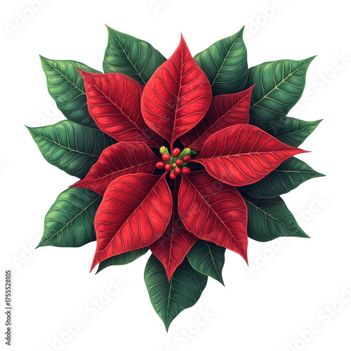 Red and green poinsettia leaves isolated on transparent background.