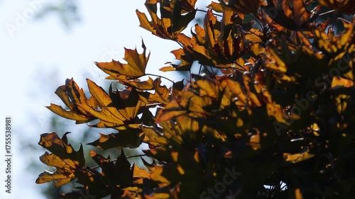 Autumn maple leaves glowing in sunlight.