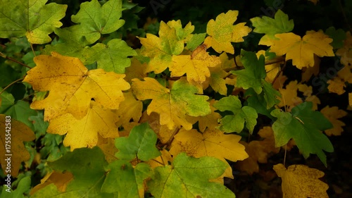 Wallpaper Mural Bright yellow and green maple leaves in the autumn park. Warm autumn. Autumn background. Torontodigital.ca