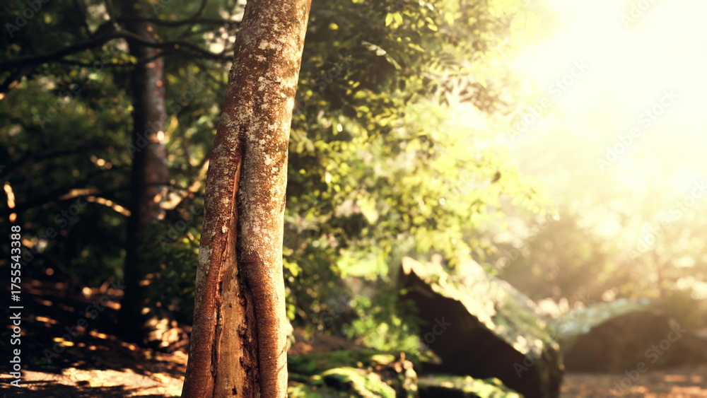 Obraz premium Morning sunlight filters gently through the leaves of ancient trees, creating a magical scene in a peaceful forest. Soft shadows dance on the ground, evoking a sense of calm and wonder.