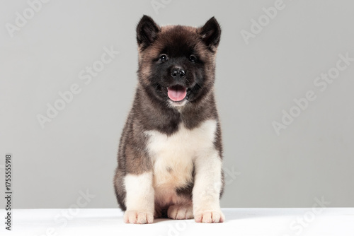 American Akita puppy on a plain background