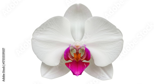 Elegant white orchid flower isolated on transparent background, delicate blossom with pink and orange details for botanical design