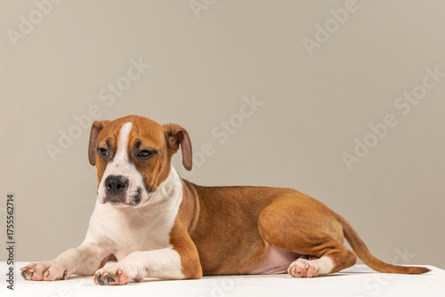 American Staffordshire Terrier puppy on a plain background