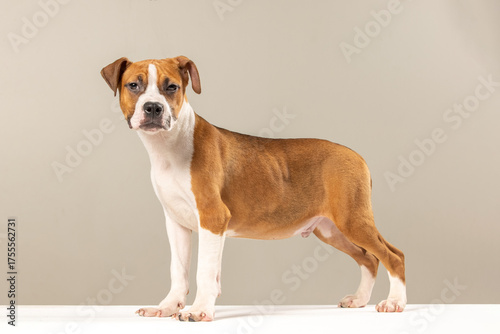 American Staffordshire Terrier puppy on a plain background
