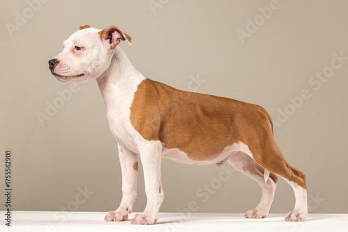 American Staffordshire Terrier puppy on a plain background