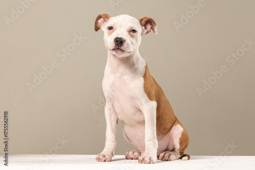 American Staffordshire Terrier puppy on a plain background