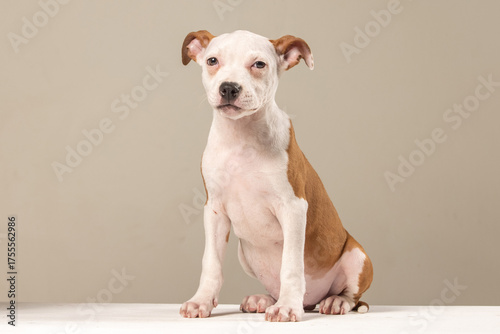 American Staffordshire Terrier puppy on a plain background