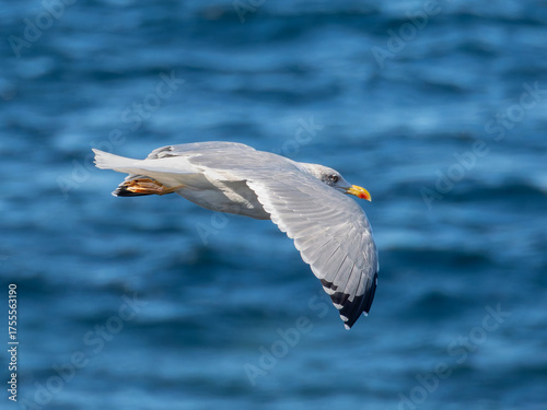 Gaviota volando sobre un mar azul, mostrando el detalle de sus alas, patas, ojo y pico
