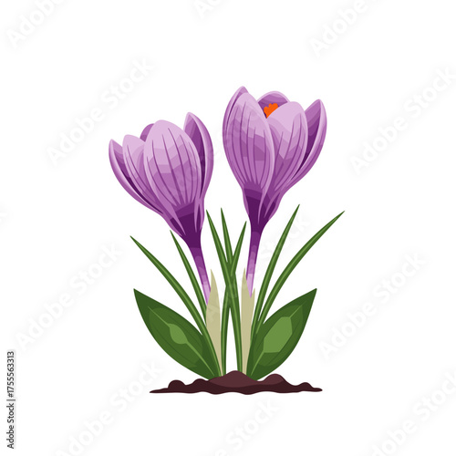 Beautiful purple saffron flowers blooming in fertile soil on a white background.