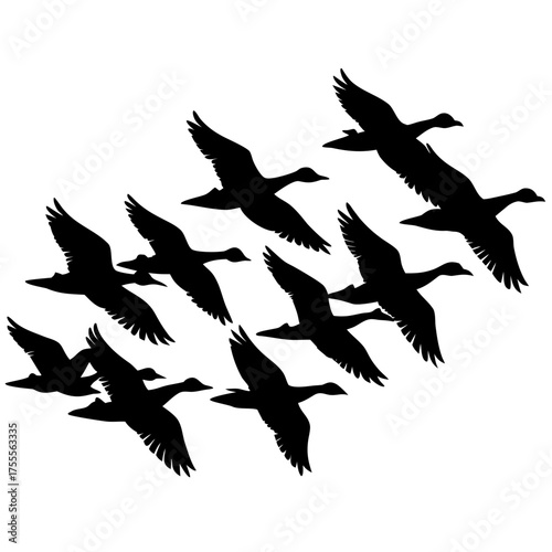 Flock of geese flying in formation silhouette