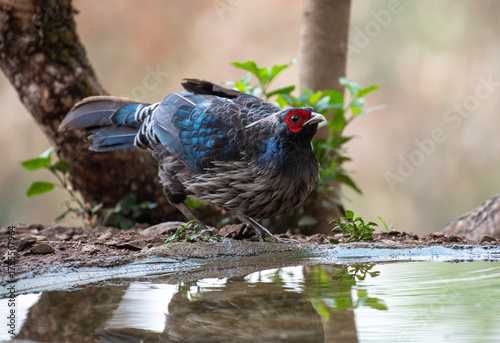 Kalij pheasant bird in its habitat feeding. Close up, selective focus.