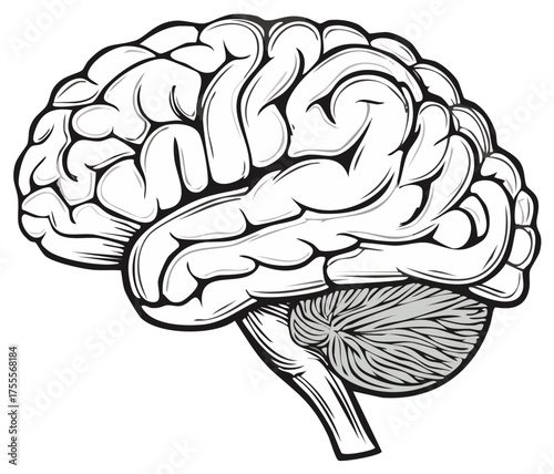 Stylized black and white illustration of a human brain showing cerebrum and cerebellum