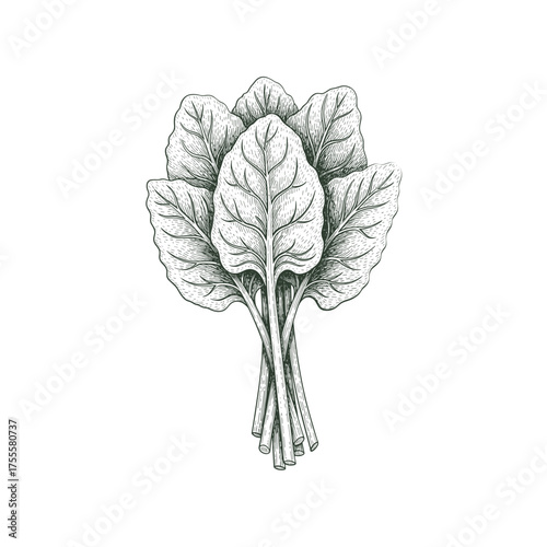 Spinach Leaves Vintage Engraved Illustration