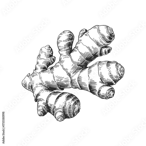 Vintage Ginger Root Engraving Illustration