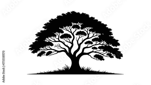 Majestic silhouette of a large, mature tree with expansive branches against a white background.