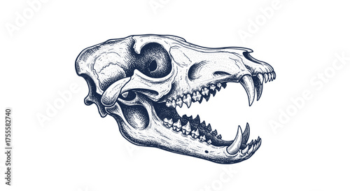 Vintage Hand Drawn Animal Skull with Sharp Teeth Detailed Engraving Illustration