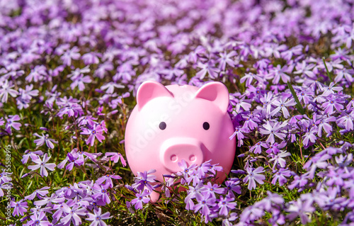 Piggy Bank on the background of blooming purple flowers
