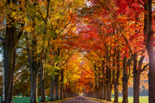 Eine Straße führt durch eine Baumallee im Herbst mit bunt gefärbten Blättern