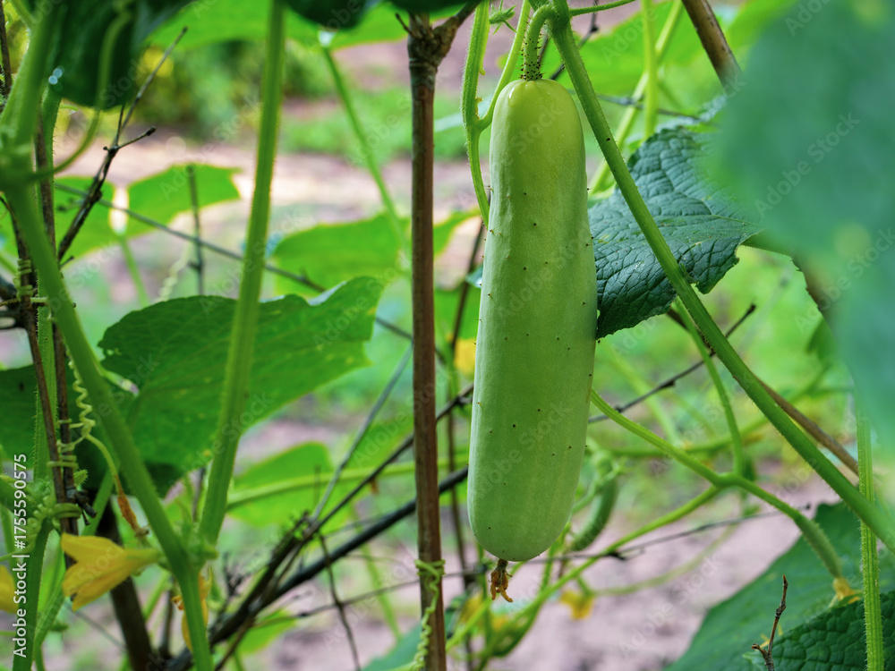 Obraz premium Fresh ripe organic cucumbers on a green vine outdoors. Autumn and summer harvest concept. Biofarm and gardening.