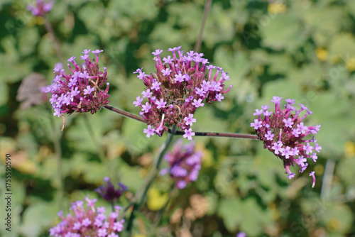 detail of a cluster top vervain or argentinian vervain plant in bloom