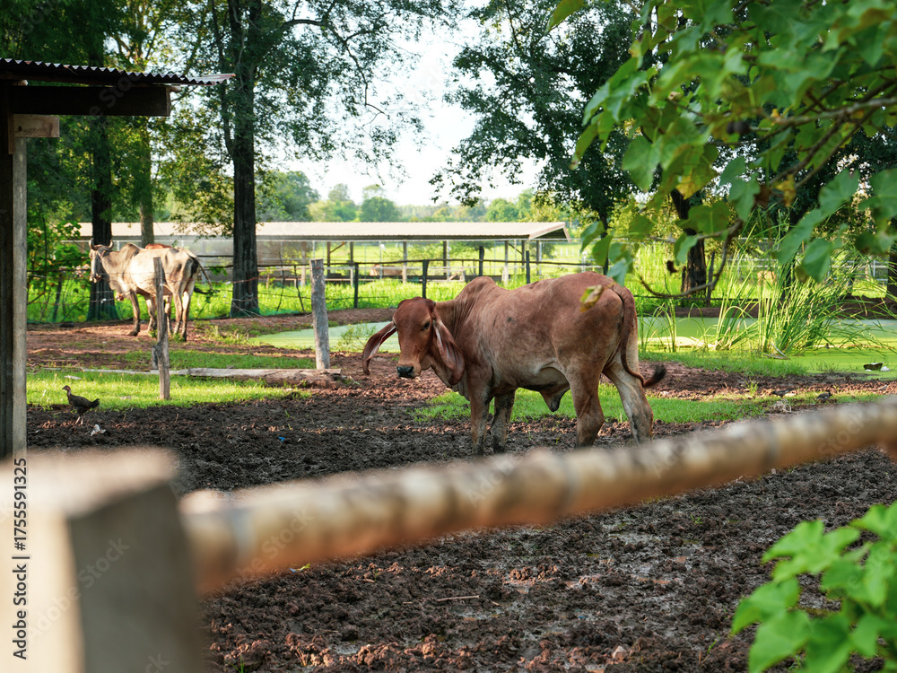 Fototapeta premium Cow a relax in rural village of Thailand. Buffalo in Thailand. select and soft focus.