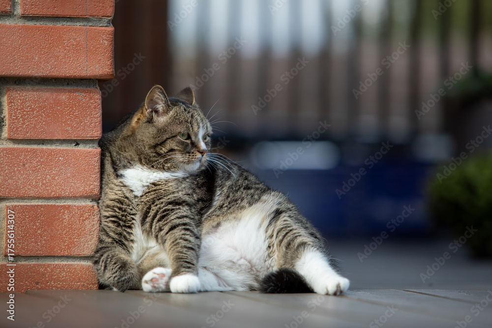 Naklejka premium The cat sits leisurely on the street terrace, leaning against the corner of the house.