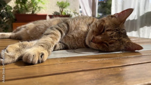 Close up of head of cute domestic cat on woody table on sunbeam at warm summer morning. Beautiful home cat is sleeping and breathes calmly. Adopted animal has become happy lovely pet.