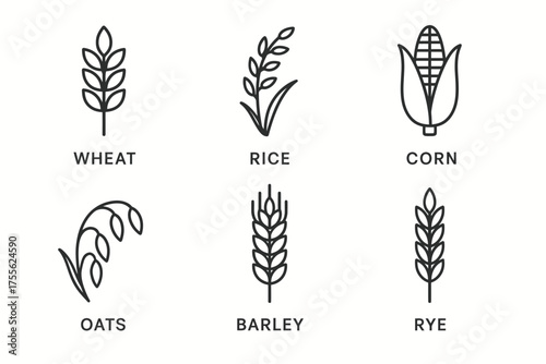 Line art icons of wheat, rice, corn, oats, barley, and rye
