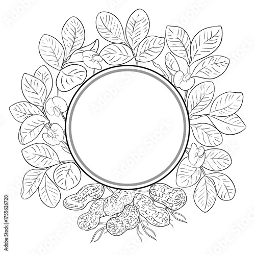 Peanut Plant with Flowers and Leaves Outline Round Frame. Organic natural nutritional healthy food ingredient, vegetarian diet product. Vector isolated for design or decoration.