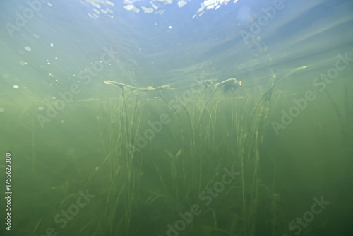 underwater photo, swamp pond or river, green freshwater background, green algae plankton, dirty water blooms
