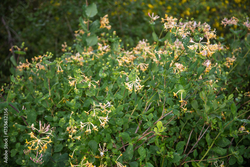 Lonicera caprifolium also known as the Italian woodbine,perfoliate honeysuckle, goat-leaf honeysuckle, Italian honeysuckle, or perfoliate woodbine,