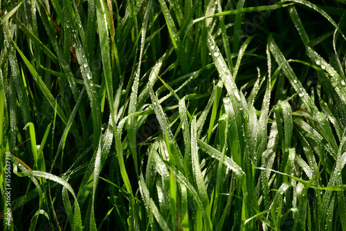 grass with dew drops  in the morning