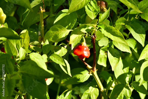 bishops crown chili on its plant