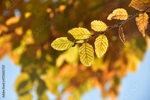 autumnal colored beech leaves in backlit on a blue sky