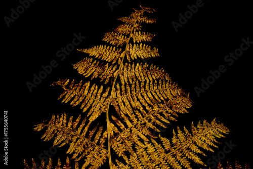 A fern leaf in the forest