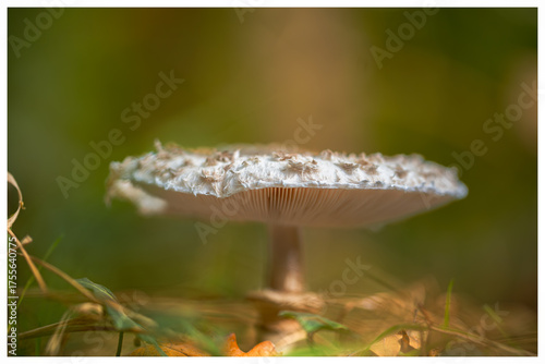 A beautiful mushroom in the forest