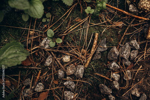 A close-up, top-down view of the dark, textured forest floor composed of pine needles, small gray stones, patches of moss, and scattered green leaves, creating a rich natural background.
