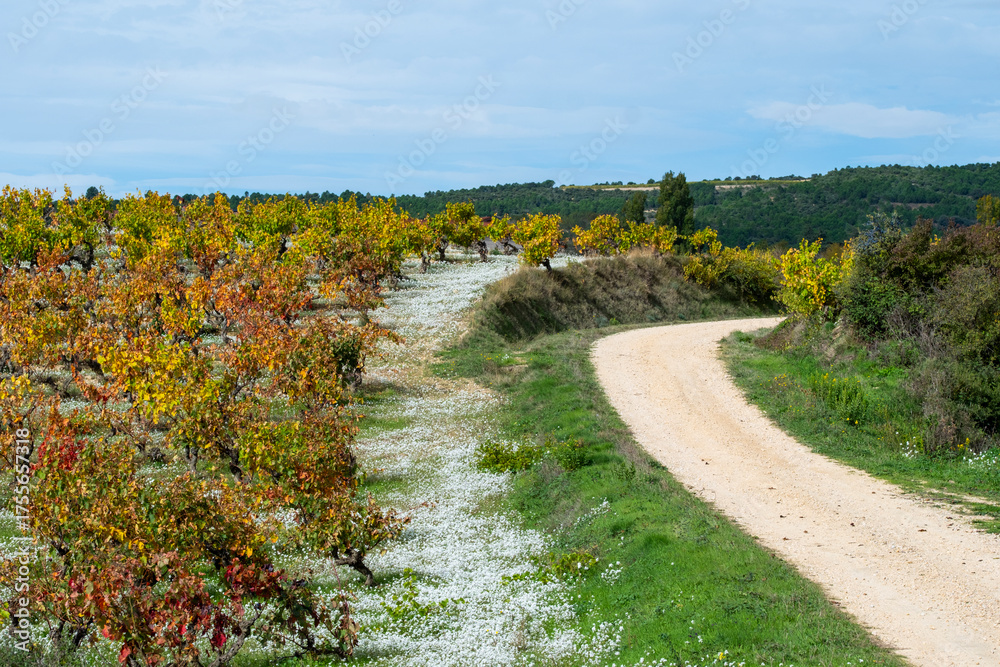 © yaqui_villegas - Rows of vineyards with a curved dirt path through autumn fields leading into rolling hills under soft daylight symbolizing connection between land time and harvest in La Rioja Spain