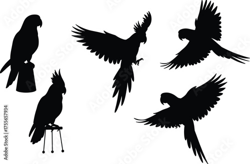 Parrot silhouettes flying and perched, exotic tropical birds, black vector illustration, wildlife design, aviary art, animal shapes, nature background