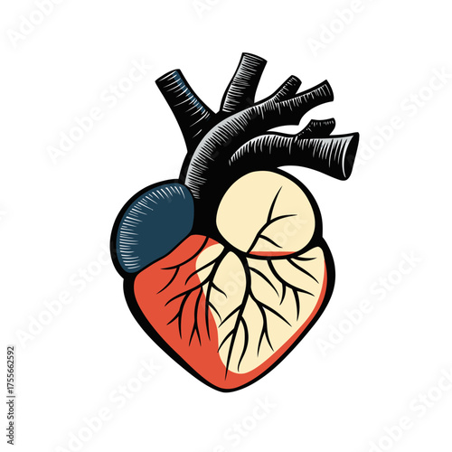 Detailed anatomical human heart illustration with arteries veins flat minimalist medical biology vector art isolated on white background for education and science design