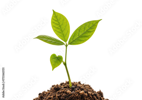 Young green plant growing from soil isolated