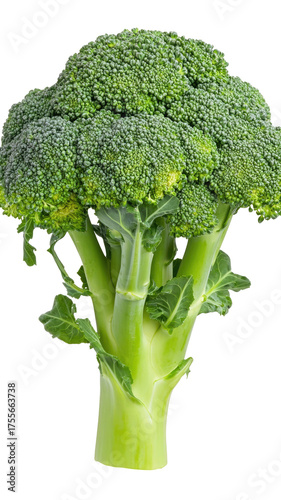 Green, fresh broccoli floret close-up