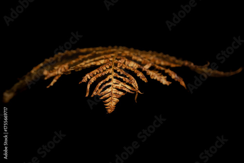 Fern leaf isolated on black