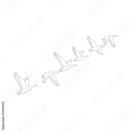 A line art illustration of a flock of geese flying in formation, showcasing their graceful movement and unity, isolated on white background simple yet elegant design